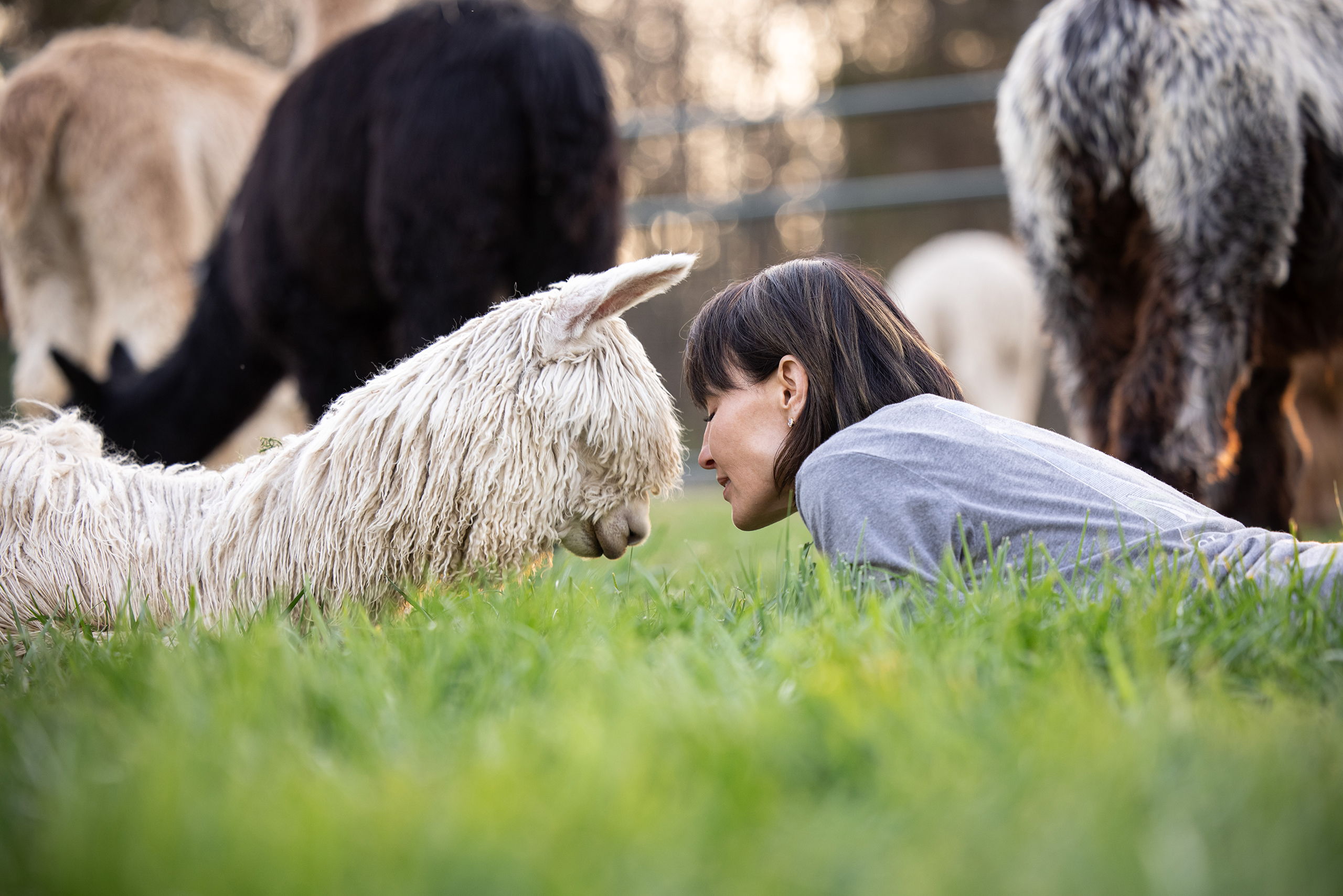 A woman laying on the ground face-to-face for the White alpaca