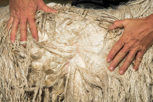Hands spreading the white fur of an alpaca