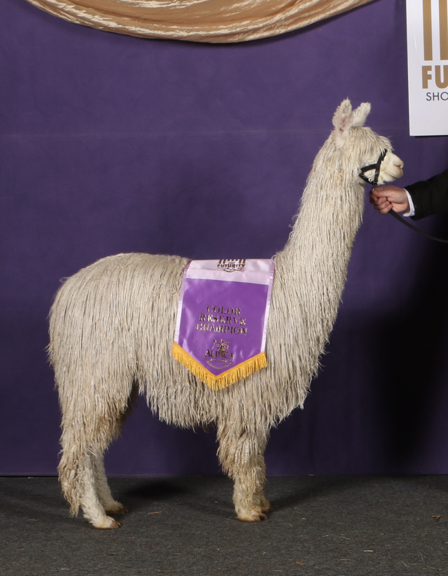 Side view of a white alpaca donning a ribbon