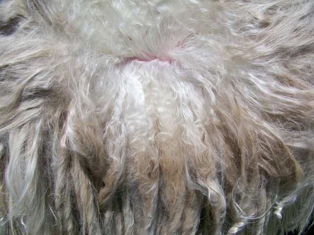 The colorful details of a brown and white alpaca close up