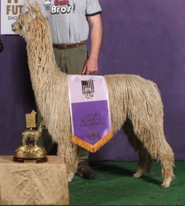A man proudly standing near a champion white alpaca with awards