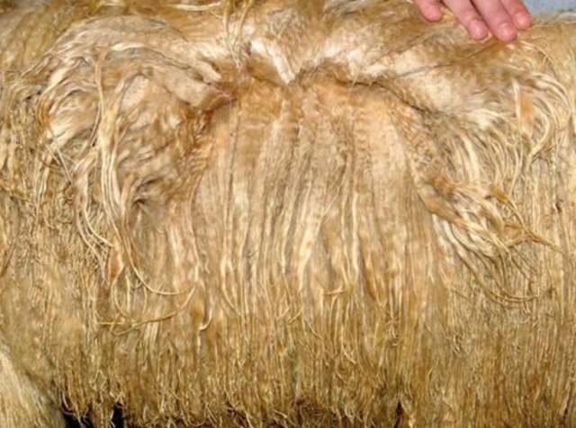 A hand raising the hair of an alpaca to show its roots