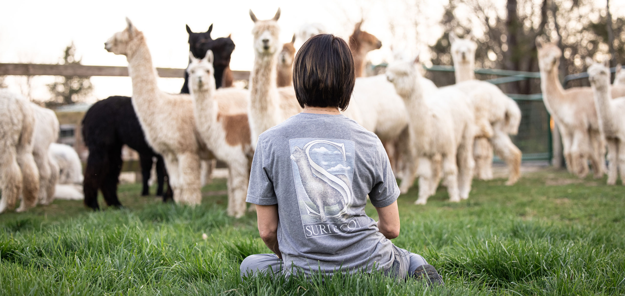 A Suri & Company employee sitting on the ground near alpacas
