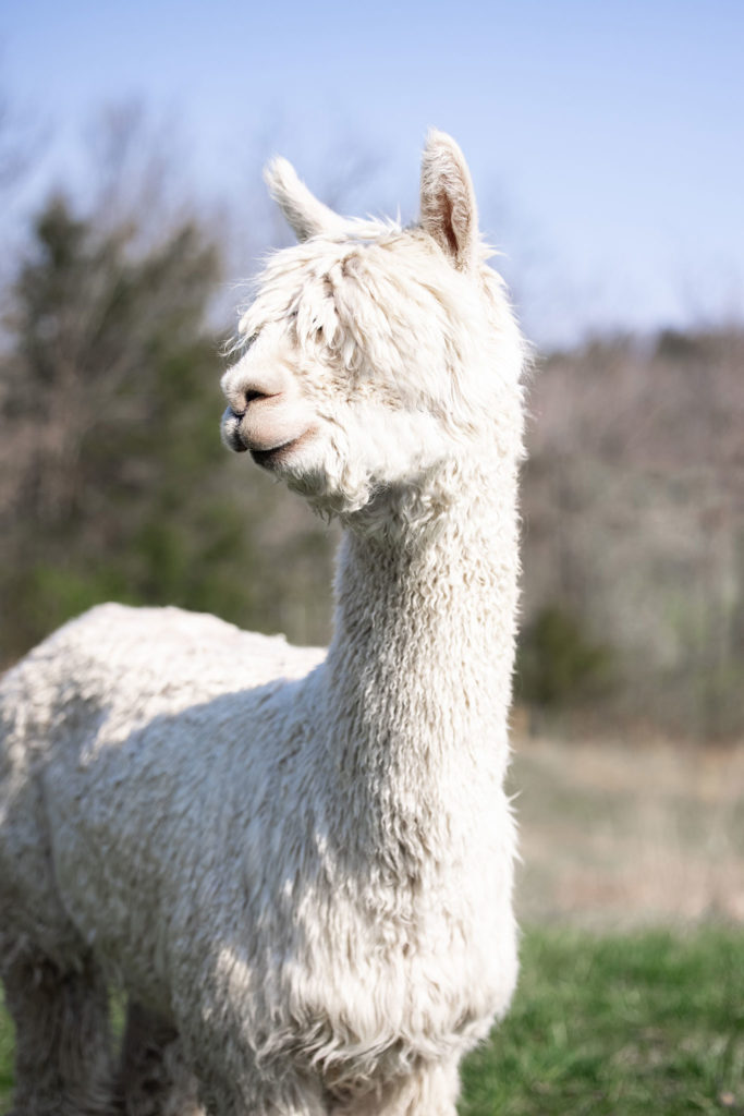 A white alpaca with fur in its eyes