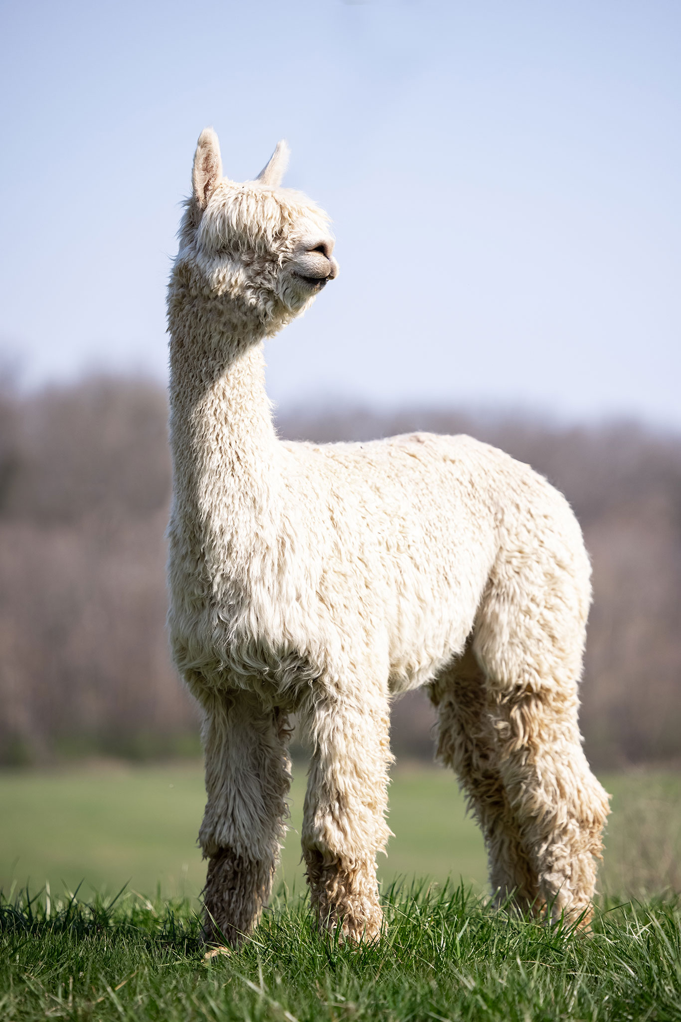A white furry alpaca with its head cocked to the side