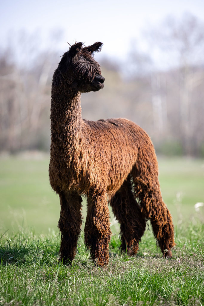 A furry brown alpaca standing in a field with its head turned to the side
