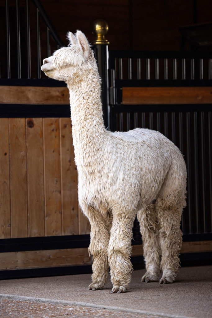 A white Suri alpaca standing with tufted lips