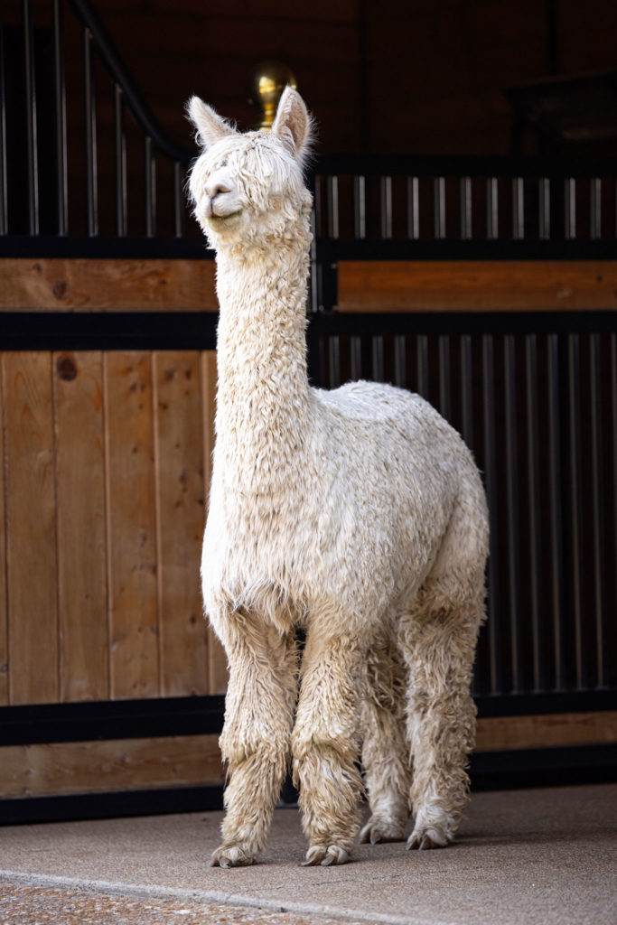 A front view of a white Suri alpaca standing near stalls