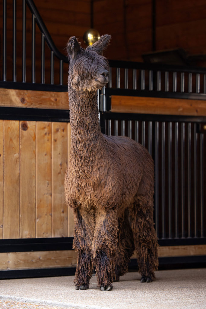 A brown alpaca standing near a stall looking to its left