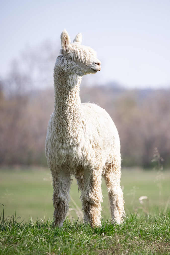 A shaved white alpaca in a field looking to his left