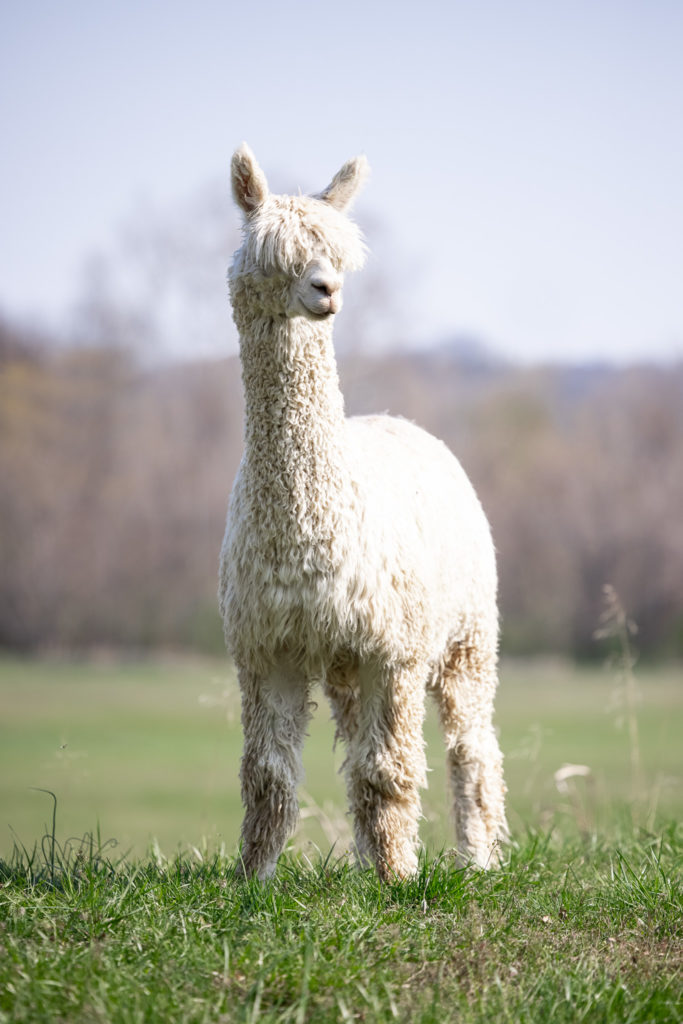 A white Suri alpaca in a field