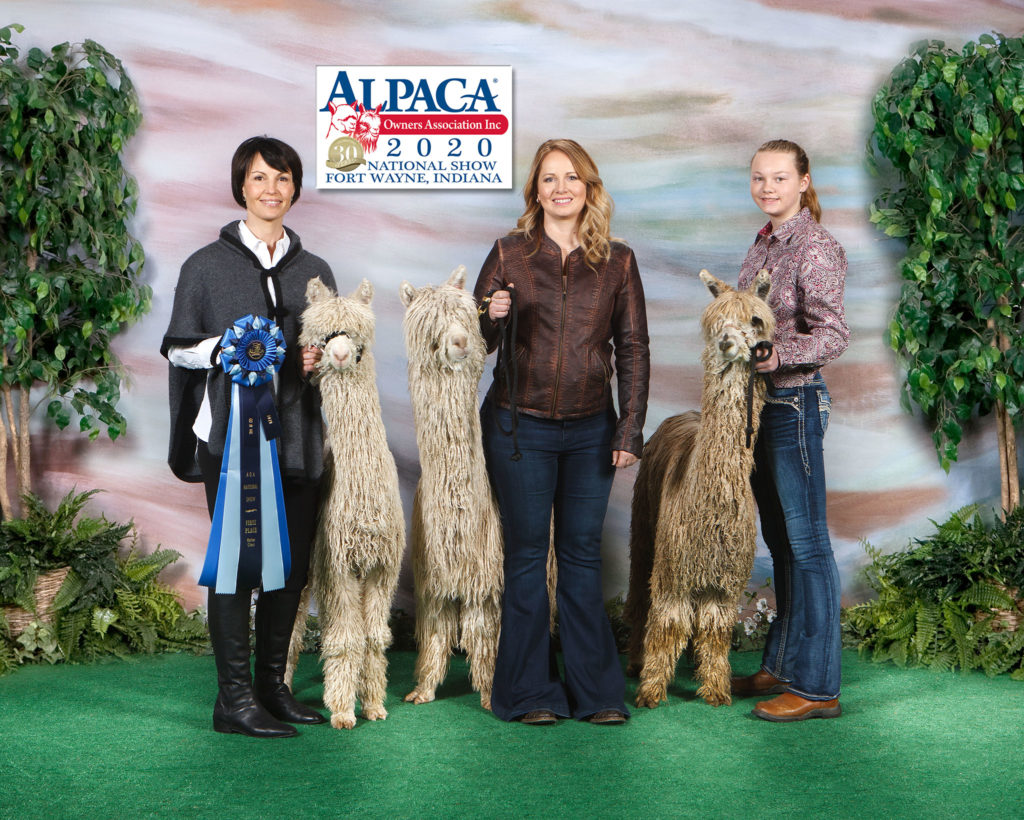 3 ladies standing with champion alpacas