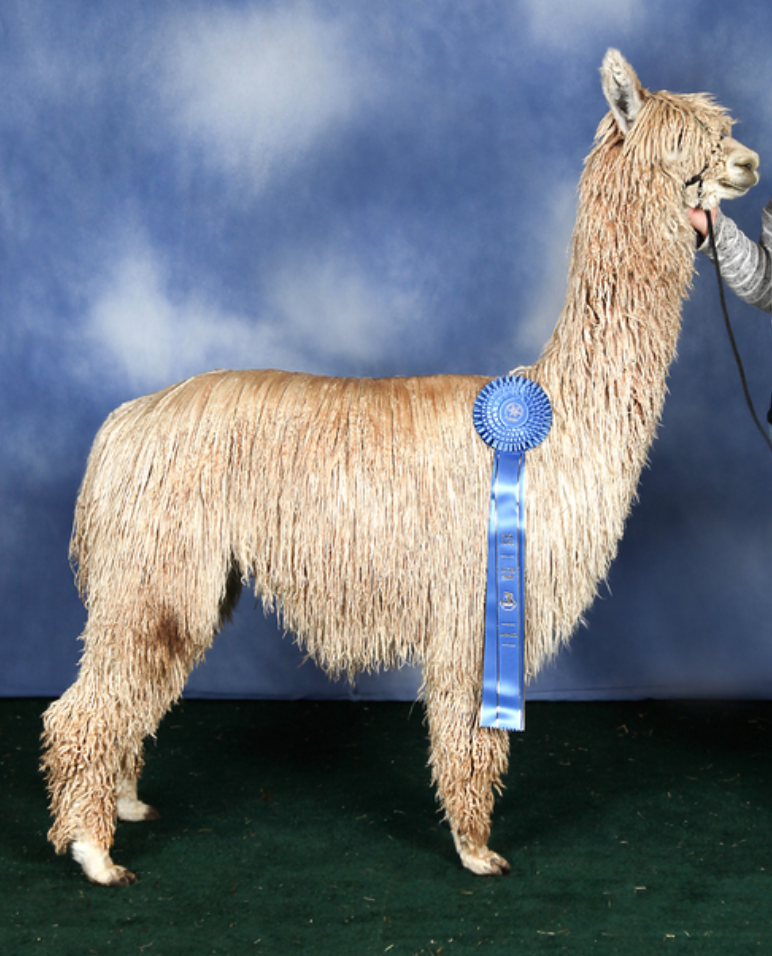 The side view of a champion alpaca with a long blue ribbon