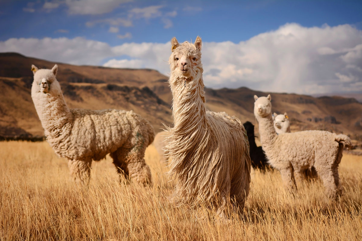 A group of Majestic for a tan colored alpacas in a wheat field